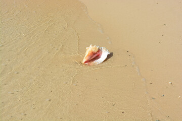 A beautiful photo of an adult queen conch shell on the Caribbean shore.