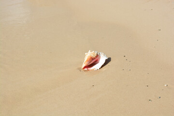 A beautiful photo of an adult queen conch shell on the Caribbean shore.