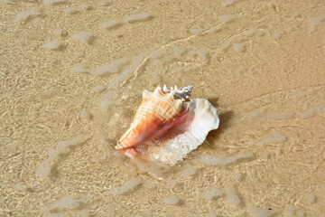 A beautiful photo of an adult queen conch shell on the Caribbean shore.