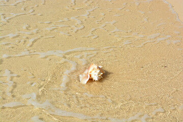 A beautiful photo of an adult queen conch shell on the Caribbean shore.