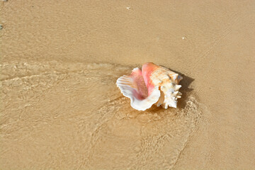 A beautiful photo of an adult queen conch shell on the Caribbean shore.