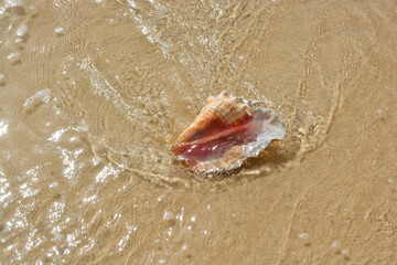 A beautiful photo of an adult queen conch shell on the Caribbean shore.