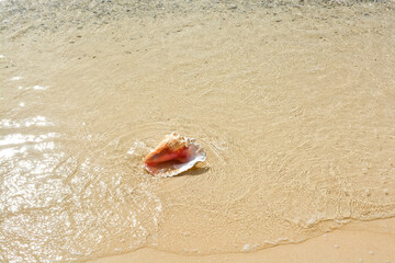 A beautiful photo of an adult queen conch shell on the Caribbean shore.