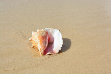 Fototapeta na wymiar A beautiful photo of an adult queen conch shell on the Caribbean shore.