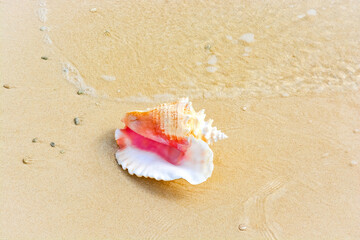 A beautiful photo of an adult queen conch shell on the Caribbean shore.