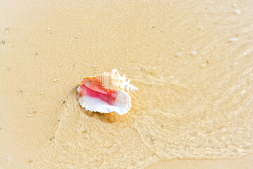 A beautiful photo of an adult queen conch shell on the Caribbean shore.