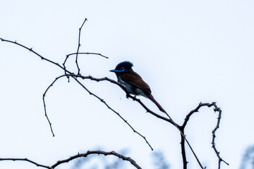 beautiful paradise flycatcher in natural conditions in Namibia