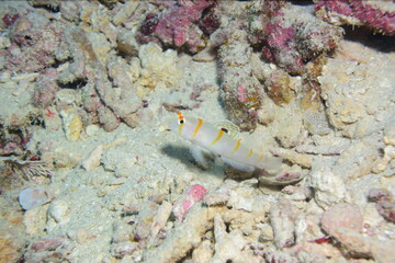 ハゼ 石垣島 9199