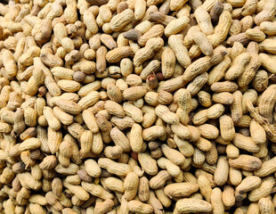 Peanuts are legumes native to South America but are now cultivated in many parts of the world. Botanically, they belong to the Fabaceae family, commonly known as the pea family. 