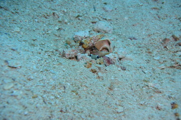 ジョーフィッシュ 石垣島 9207