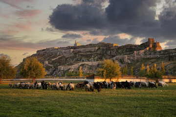 Sheep herd grazing in front of Van castle at sunset, Van, Turkey