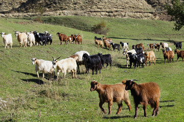 Herd of sheep and goats, Anatolia, Turkey
