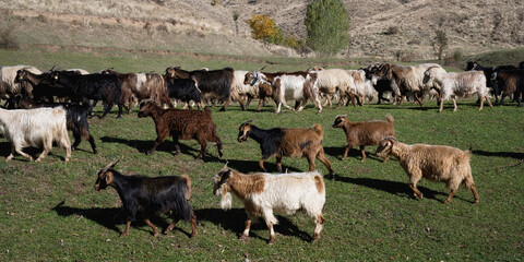 Herd of sheep and goats, Anatolia, Turkey
