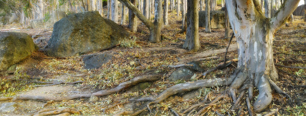 Forest, ground and trunk of tree with leaves in nature, park or woods with environment in autumn. Outdoor, countryside and roots of eucalyptus in soil on trail or path on mountain with rocks © SteenoWac/peopleimages.com