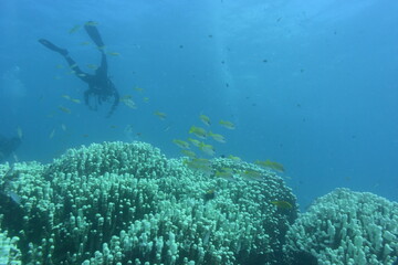 ダイバー 石垣島 9247