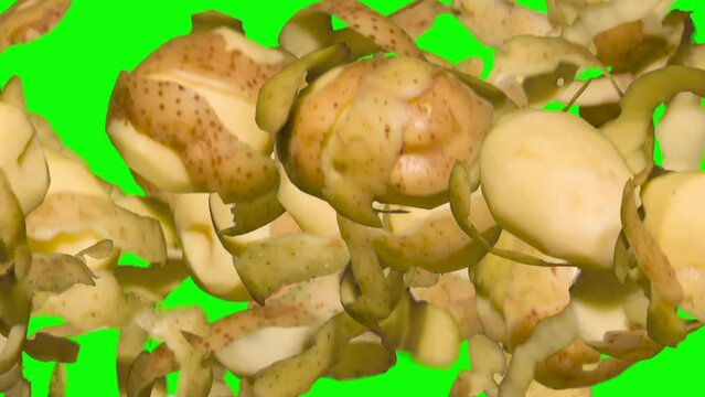 Potatoes and Skins in a Jump on Chroma Key. Three variants of freshly peeled potato tubers and peels flying up and slowly falling on a green background. Slow Motion