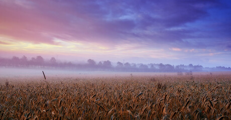 Clouds, wheat or field for mist, dramatic or scenery in panorama for landscape, banner or...