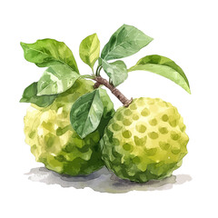 watercolor painting of a custard apple fruit (Green Sugar Apple) isolated on a white background, Drawing Illustration, Vector clipart, Graphic.