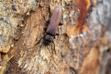 Brown longhorn beetle (Arophalus rustics)
