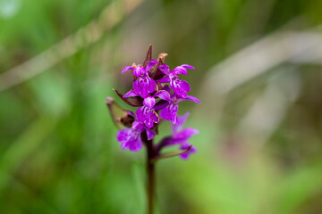 Lapland Orchid