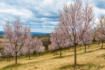 Obraz premium Almond orchard in bloom, Hustopece village, Czech