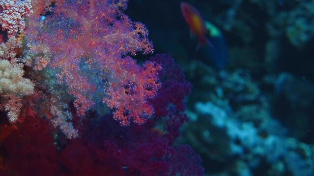 Purple coral reef and swimming fish. Detail of dark coral reef. Tropical wildlife in the ocean. Colorful coral and swimming fish. Scuba diving with the vivid marine life, underwater video.