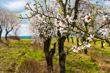 Fototapeta na wymiar The oldest almond orchard in bloom, Hustopece village, Czech