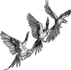 bird hand drawing and sketch black and white