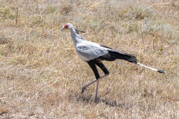 Obraz na płótnie Canvas Ngorongoro, Tanzania, October 25, 2023. bird, sagittarius messenger or secretary or serpentine