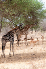 Tarangire, Tanzania, October 24, 2023. Two giraffes in the savannah under a tree