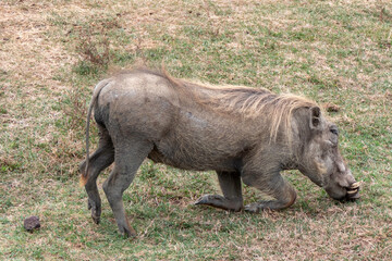 Ngorongoro, Tanzania, October 25, 2023. warthog crouching in the grass to feed