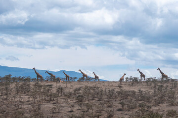 Ngorongoro, Tanzania, October 26, 2023. Group of giraffes walking in the crater