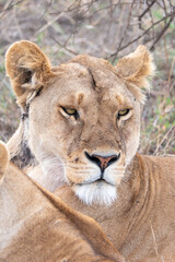Serengeti, Tanzania, October 26, 2023.lioness resting in the plain