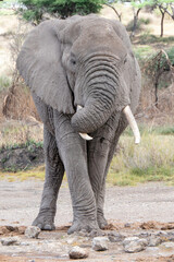 Serengeti, Tanzania, October 26, 2023.Elephant in the plain
