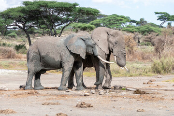 Serengeti, Tanzania, October 26, 2023.Two elephants in the plain