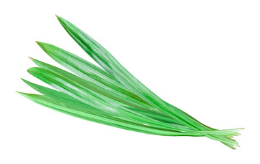 Fresh pandan leaf isolated on transparent background. PNG File