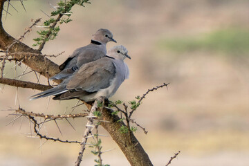 Serengeti, Tanzania, October 26, 2023.two Cape Doves on a branch