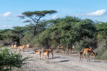 Fototapeta na wymiar Serengeti, Tanzania, October 27, 2023. impalas walking on a road in the national park