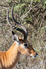 Serengeti, Tanzania, October 27, 2023. close-up of an impala head