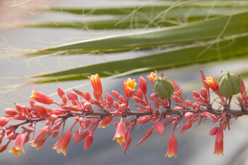 False yucca spike of pink red flowers with palm leaf background