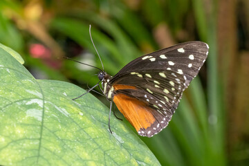 Tiger passion butterfly