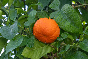 bitter orange on a tree