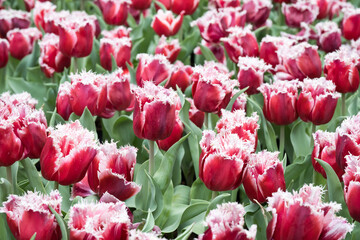 Beautiful blooming tulips.
