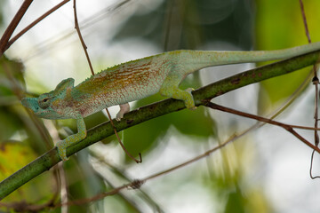 Rwenzori Plate-nosed Chameleon (Kinyongia xenorhina)