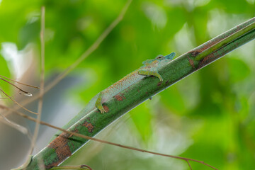 Rwenzori Plate-nosed Chameleon (Kinyongia xenorhina)