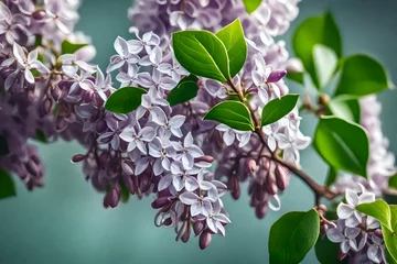 Deurstickers lilac branch with leaves © Nazir