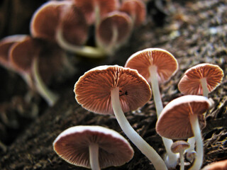 Closeup of white mushrooms in the sunlight