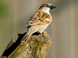 House sparrow - Huismus - Passer domesticus