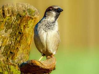 House sparrow - Huismus - Passer domesticus