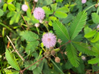 Mimosa pudica flower. Its other names  pudica, sensitive plant, sleepy plant, action plant, touch me not and shameplant.